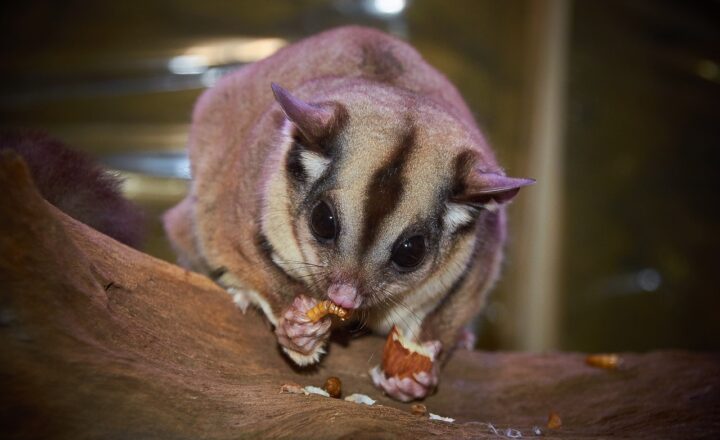The World’s Most Unusual Pets: From Sugar Gliders to Miniature Pigs