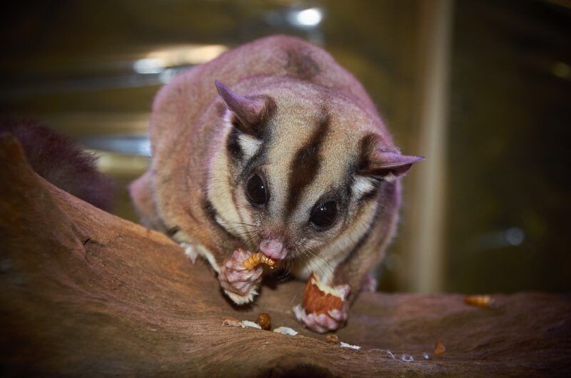 The World’s Most Unusual Pets: From Sugar Gliders to Miniature Pigs The World’s Most Unusual Pets: From Sugar Gliders to Miniature Pigs