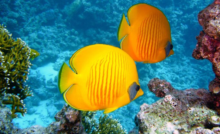 The Islands With the Richest Marine Life and Why They’re Perfect for Divers