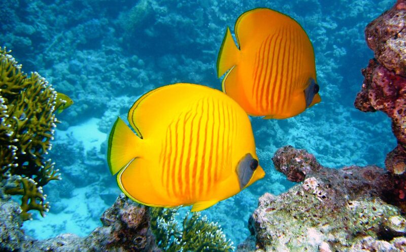 The Islands With the Richest Marine Life and Why They’re Perfect for Divers The Islands With the Richest Marine Life and Why They’re Perfect for Divers