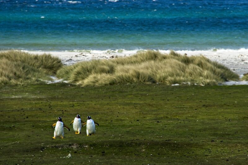 The Islands With the Most Unique Wildlife Habitats for Nature Lovers to Explore