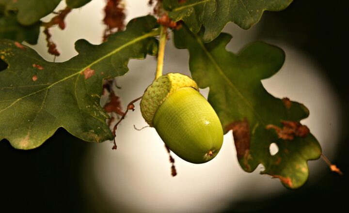 Why Certain Plants Like Bamboo, Lotus, and Oak Are Considered Sacred Symbols of Resilience and Growth