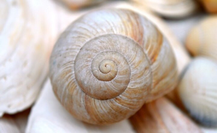 Why Certain Patterns in Nature Like Spirals and Fractals Are Considered Sacred Across Cultures