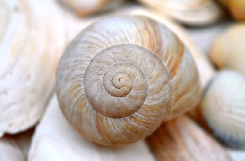 Why Certain Patterns in Nature Like Spirals and Fractals Are Considered Sacred Across Cultures