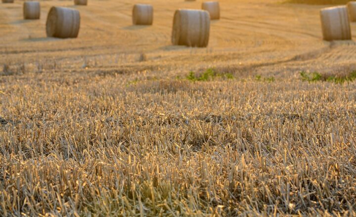 How Ancient Rituals and Festivals Marked Milestones in Agriculture, Seasons, and Human Life