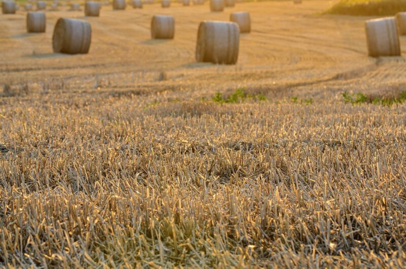 How Ancient Rituals and Festivals Marked Milestones in Agriculture, Seasons, and Human Life How Ancient Rituals and Festivals Marked Milestones in Agriculture, Seasons, and Human Life