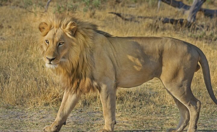 Why Certain Animals Became Symbols of National Identity and Cultural Pride Across the World