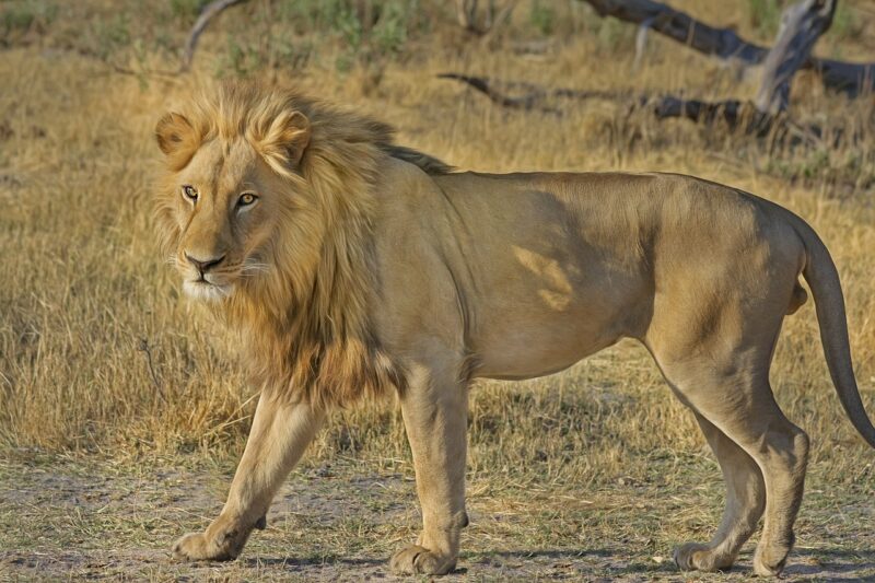 Why Certain Animals Became Symbols of National Identity and Cultural Pride Across the World Why Certain Animals Became Symbols of National Identity and Cultural Pride Across the World