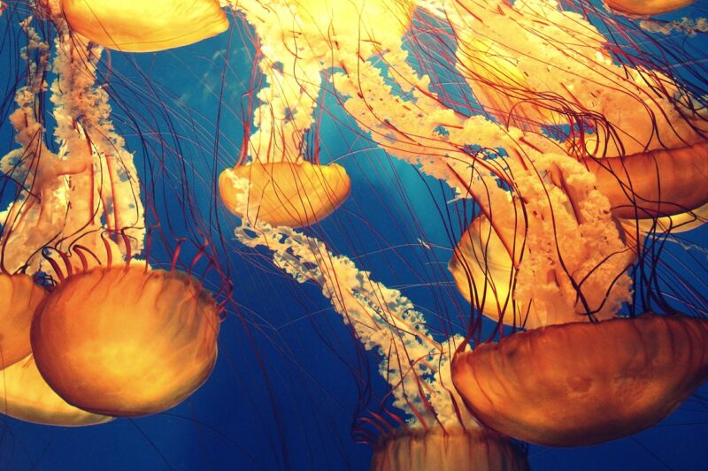 The Strangest and Most Unexplained Phenomena Ever Recorded in the World’s Deepest Oceans