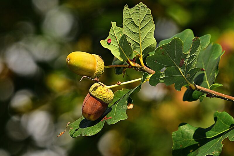 Why Certain Trees Like the Oak and Redwood Have Become Symbols of Wisdom, Strength, and Eternity Why Certain Trees Like the Oak and Redwood Have Become Symbols of Wisdom, Strength, and Eternity