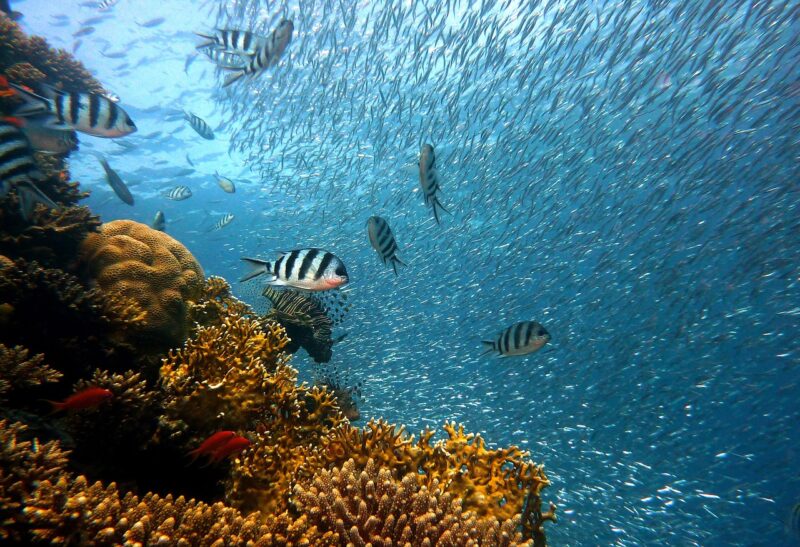 The Islands With Breathtaking Coral Reefs Perfect for Snorkeling and Diving The Islands With Breathtaking Coral Reefs Perfect for Snorkeling and Diving