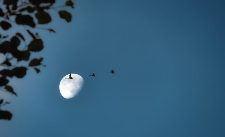 The Strangest and Most Unique Structures Built by Nature That Continue to Inspire Awe