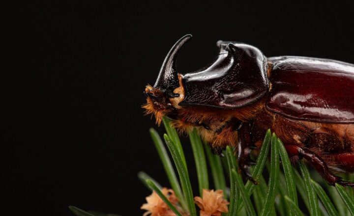 How Certain Plants and Animals Have Been Revered, Feared, and Worshipped Throughout History