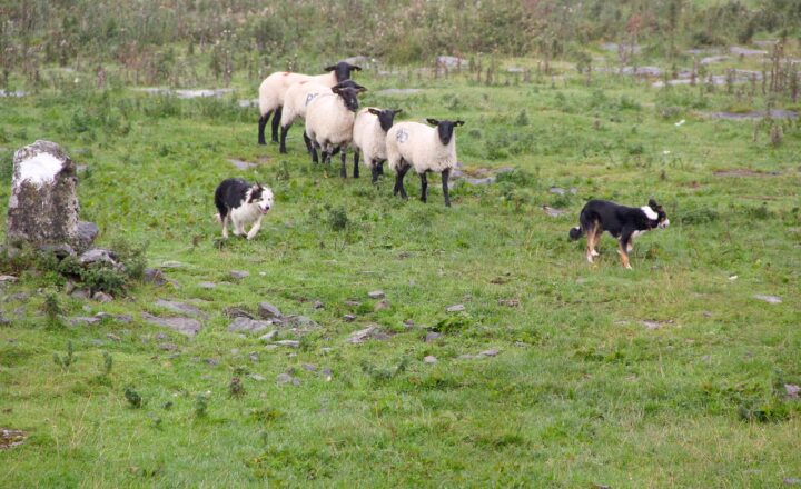 The Most Peculiar Animal Behaviors Ever Observed and What They Teach Us About Nature