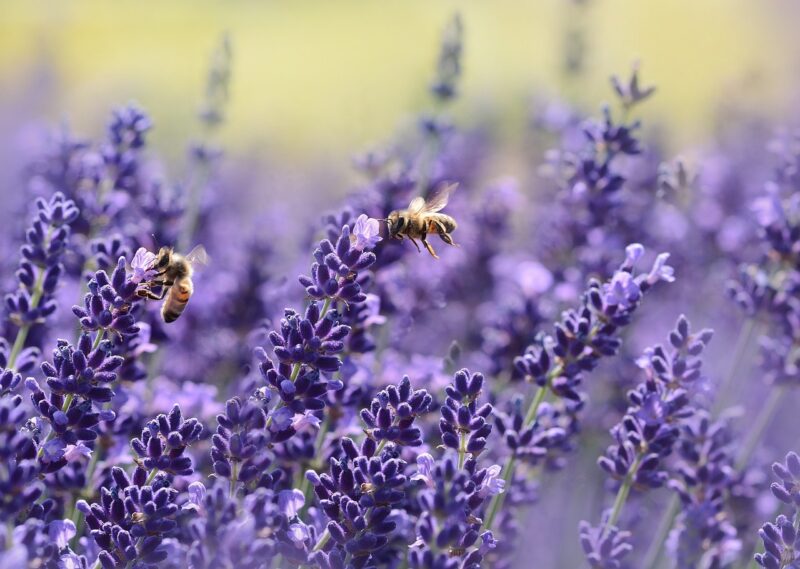 The Role of Bees in Shaping Human Civilization and Agriculture The Role of Bees in Shaping Human Civilization and Agriculture