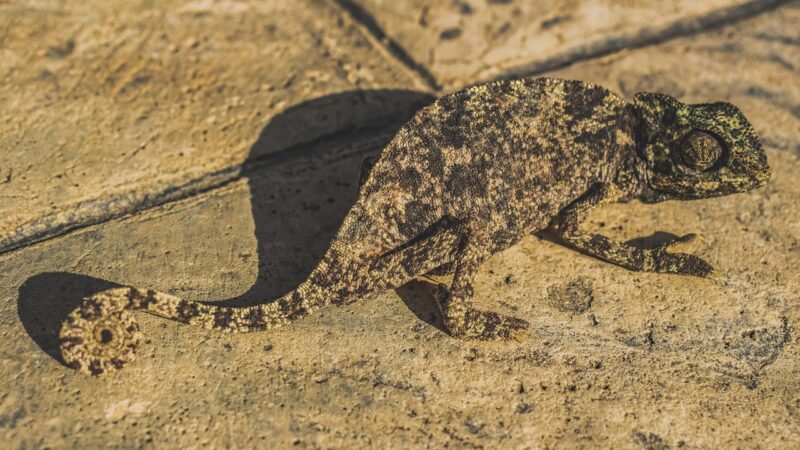 The Most Remarkable Ways Animals Adapt to Their Environments The Most Remarkable Ways Animals Adapt to Their Environments