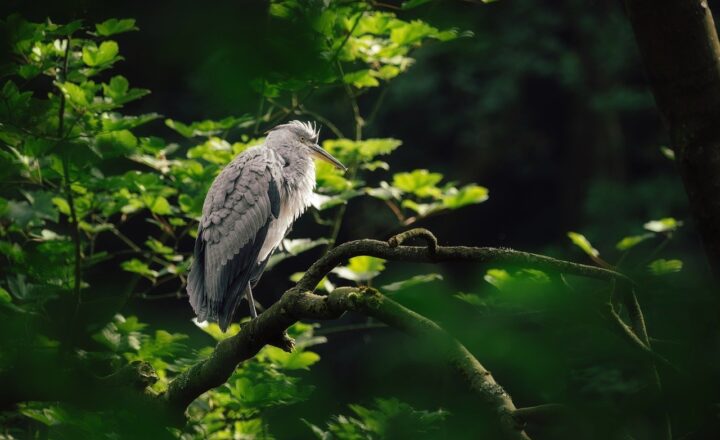 Why Certain Sounds Are Universally Soothing Across Cultures