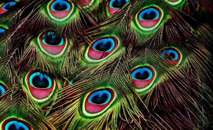 How Nature’s Hidden Patterns Have Inspired Incredible Scientific Discoveries