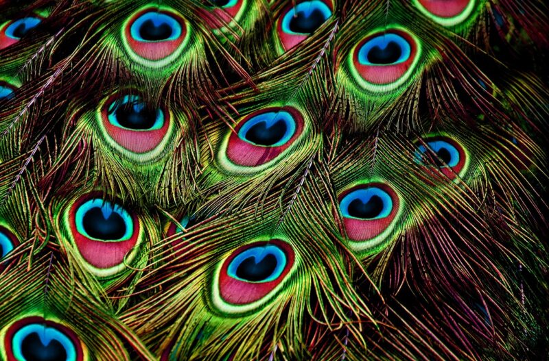 How Nature’s Hidden Patterns Have Inspired Incredible Scientific Discoveries How Nature’s Hidden Patterns Have Inspired Incredible Scientific Discoveries
