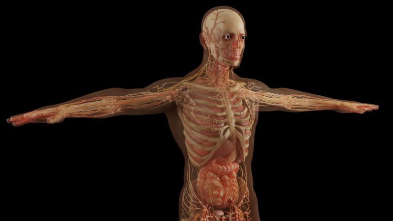 The Science of How the Body Heals Itself After Injuries The Science of How the Body Heals Itself After Injuries