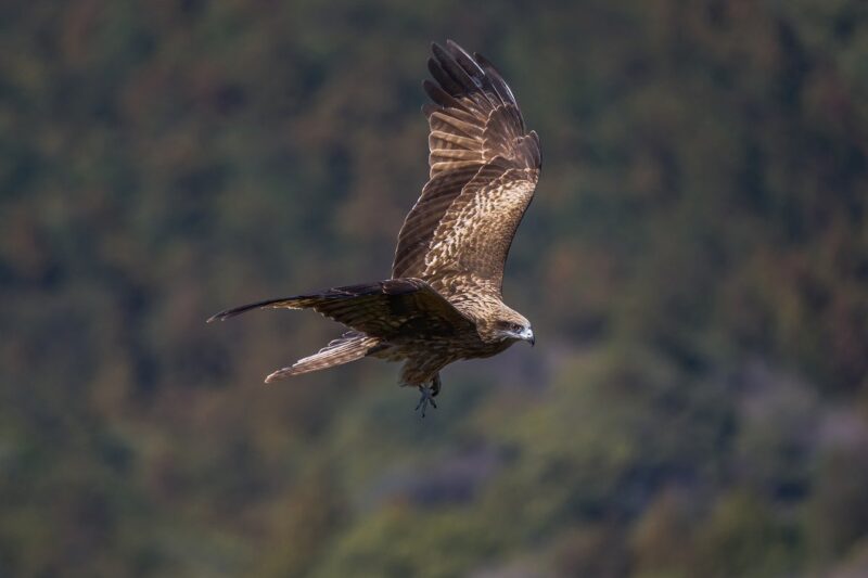 Why Certain Birds Are Considered Messengers of Omens and Mysteries