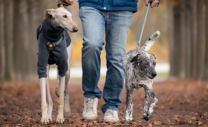 Pets and Their People: Heartwarming Stories that Define the Human-Animal Bond