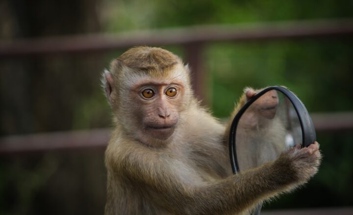 The Most Intriguing Uses of Mirrors Throughout History