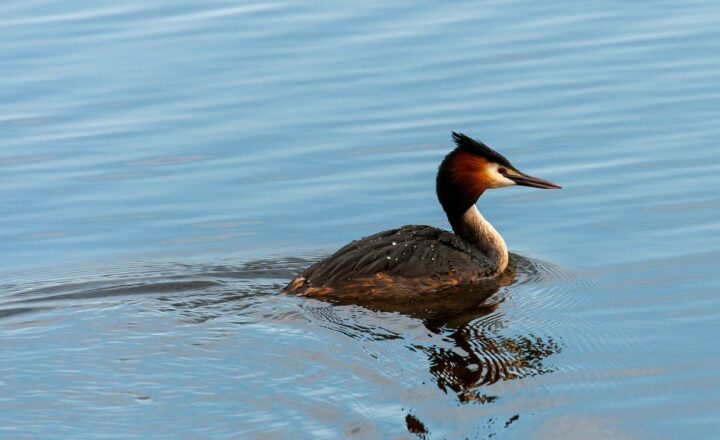 The Role of Birds in Ancient Mythology and Their Symbolic Meanings