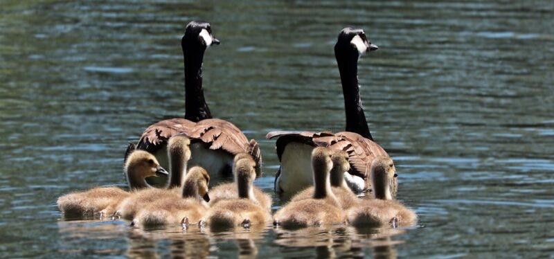 Parenting Across Cultures: What We Can Learn from Different Family Traditions