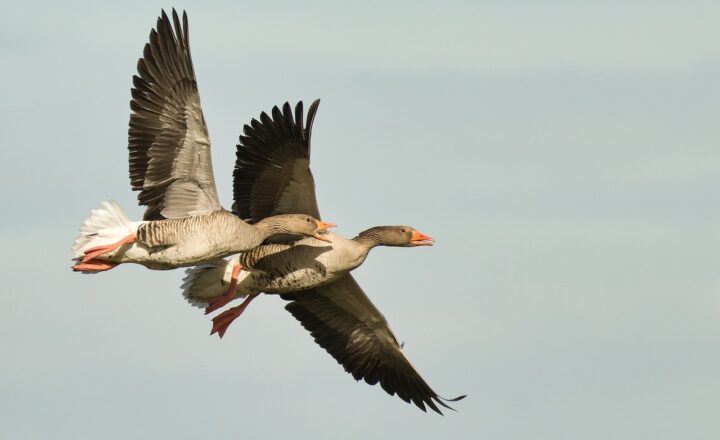 The Wild Side of Nature: Fascinating Animal Behaviors You’ve Probably Never Seen