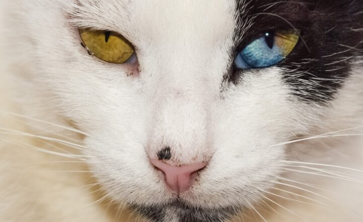 10 Pets You Didn’t Know Were Just as Interesting as Cats and Dogs