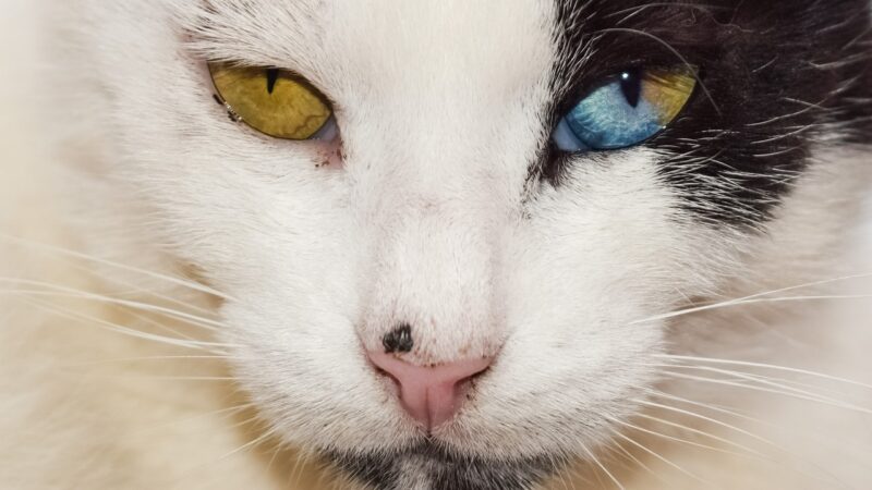 10 Pets You Didn’t Know Were Just as Interesting as Cats and Dogs