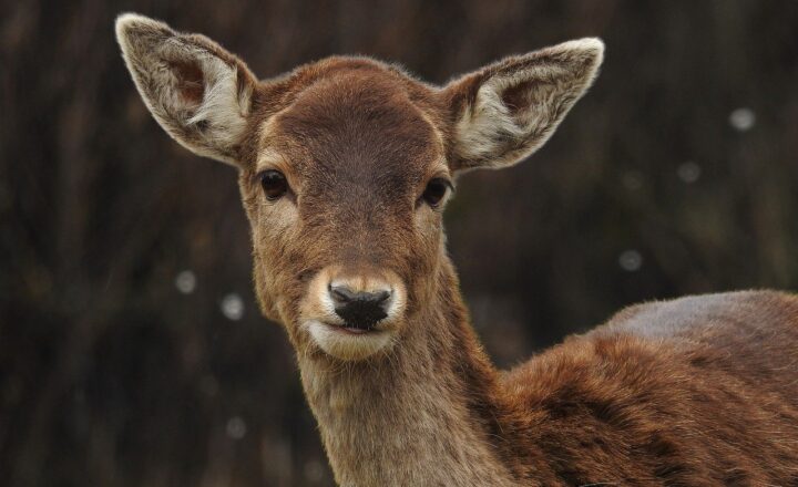 Wonders of the Wildlife: Discover the World's Most Captivating Animal Behaviors
