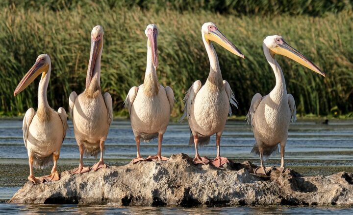 The Impact of Wildlife Conservation on Global Ecosystems