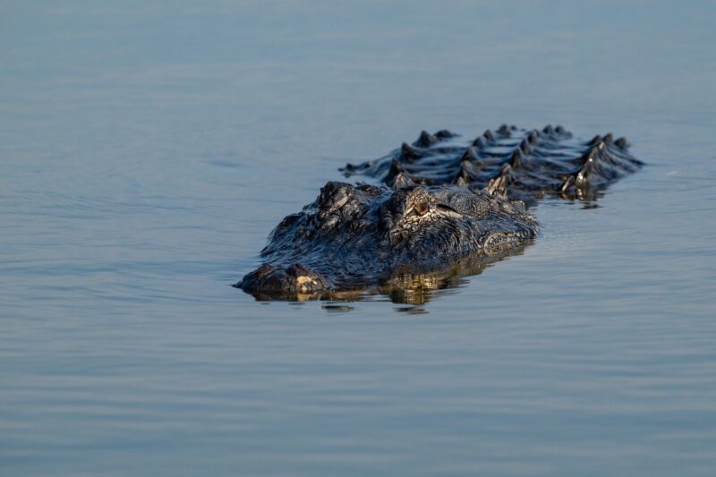 From Ocean Depths to Desert Sands: Amazing Facts About Our Planet's Wildlife From Ocean Depths to Desert Sands: Amazing Facts About Our Planet's Wildlife