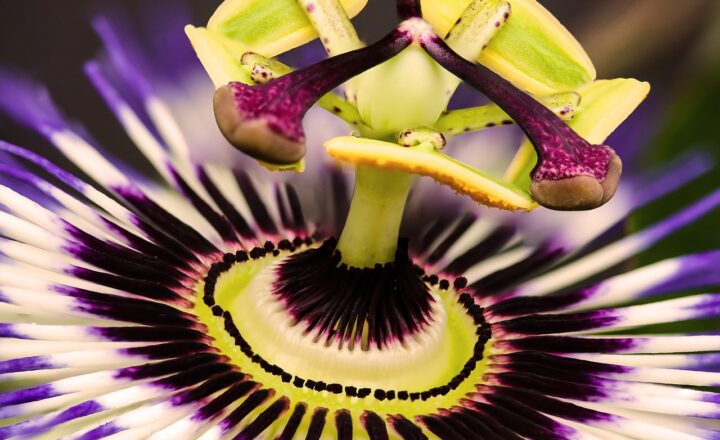 The Wild World of Pets: Exploring Unusual Companions and Their Quirks