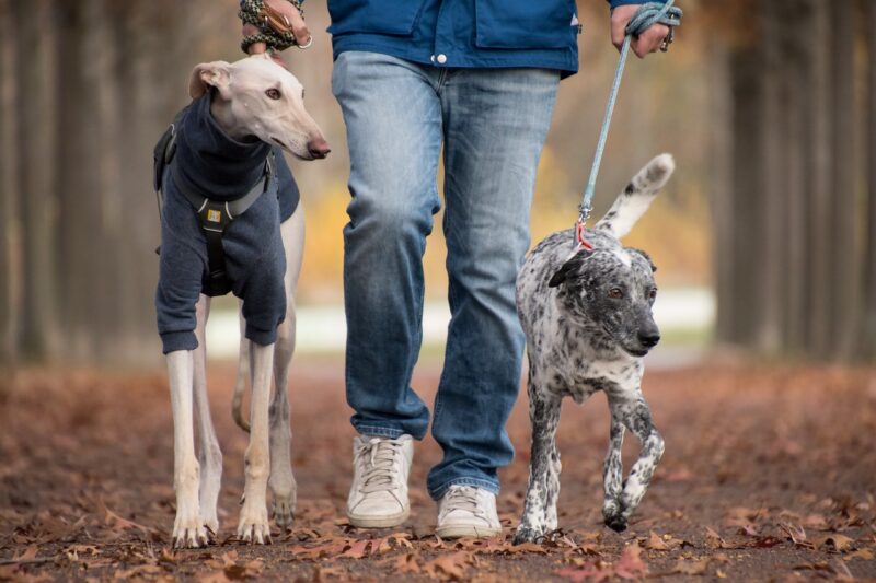 The Secret Lives of Pets: What Your Furry Friends Really Think About You The Secret Lives of Pets: What Your Furry Friends Really Think About You