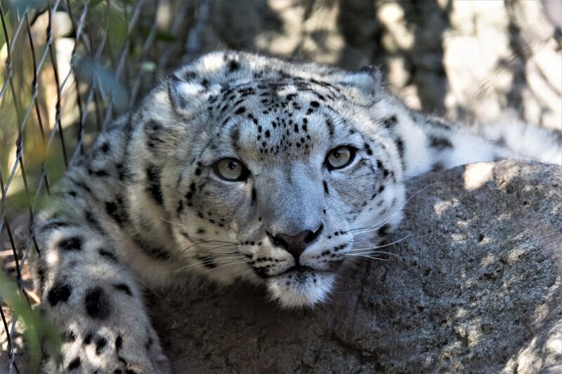 Exploring Wildlife Conservation Efforts: How We Can Save Endangered Species Exploring Wildlife Conservation Efforts: How We Can Save Endangered Species