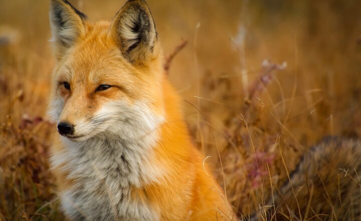 Witnessing the Wild: The Essential Guide to Understanding Wildlife Behavior