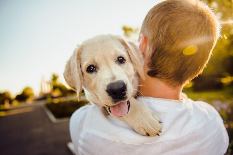 Paws and Claws: The Fascinating Importance of Pets in Our Lives Paws and Claws: The Fascinating Importance of Pets in Our Lives