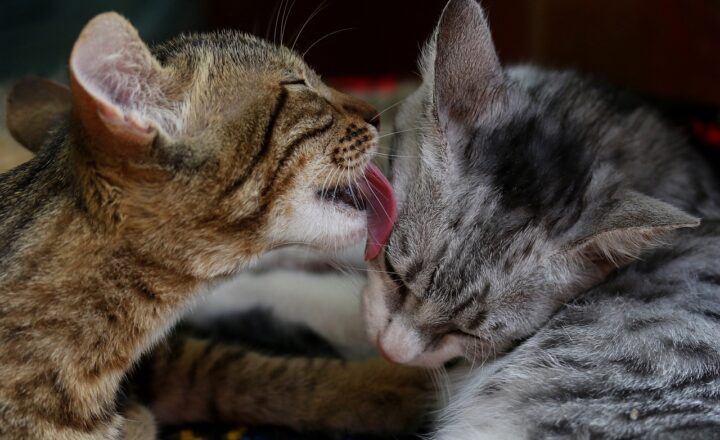 Behind the Scenes: The Untold Stories of Iconic Cartoon Characters