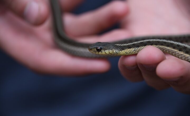 The Weirdest Phobias: A Deep Dive into Fears You Never Knew Existed