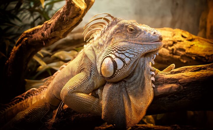 Amazing Wildlife Tales: Unusual Animal Behaviors That Will Blow Your Mind