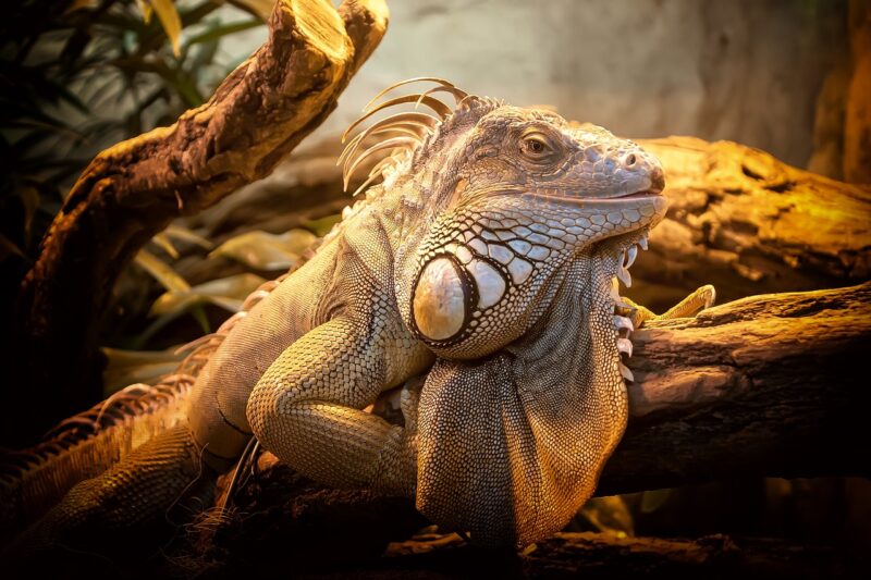 Amazing Wildlife Tales: Unusual Animal Behaviors That Will Blow Your Mind Amazing Wildlife Tales: Unusual Animal Behaviors That Will Blow Your Mind