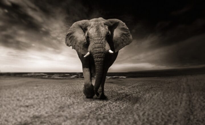 Wildlife Encounters: The Most Incredible Animal Interactions You’ll Ever Experience