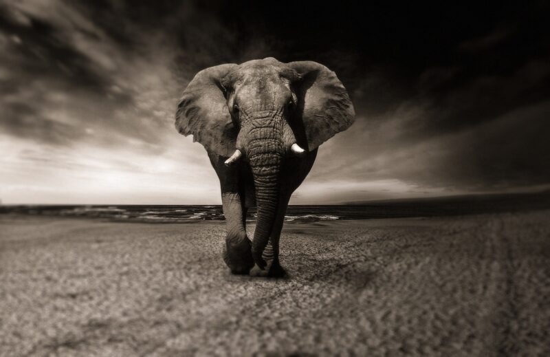 Wildlife Encounters: The Most Incredible Animal Interactions You’ll Ever Experience Wildlife Encounters: The Most Incredible Animal Interactions You’ll Ever Experience