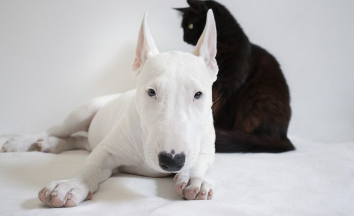 10 Secrets to Understanding Your Pets That Will Change Your Bond Forever
