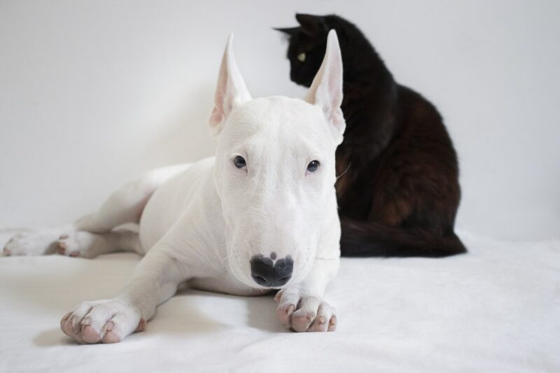 10 Secrets to Understanding Your Pets That Will Change Your Bond Forever 10 Secrets to Understanding Your Pets That Will Change Your Bond Forever