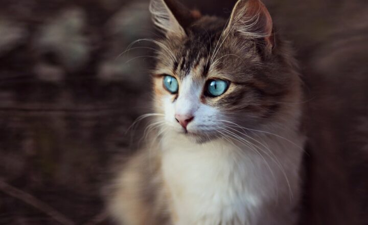 Cartoon vs. Reality: The Fascinating World of Animated Truths