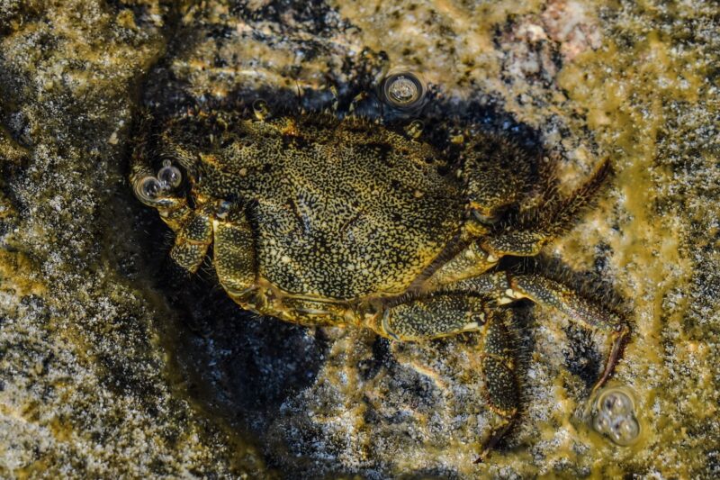 Mind-Bending Wildlife Facts: Nature’s Strange yet Wonderful Side Mind-Bending Wildlife Facts: Nature’s Strange yet Wonderful Side